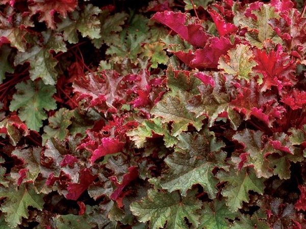 Alūnė ,Chocolate Ruffles' (lot. Heuchera) Alūnė ,Chocolate Ruffles' (lot. Heuchera)